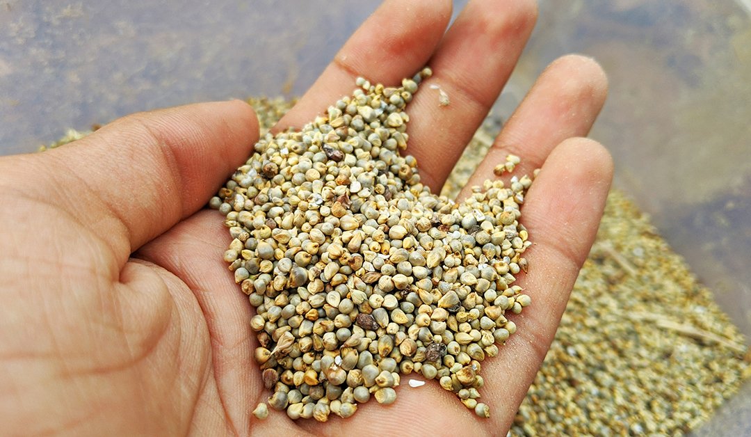 Pearl Millet