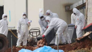 Bird Flu 1