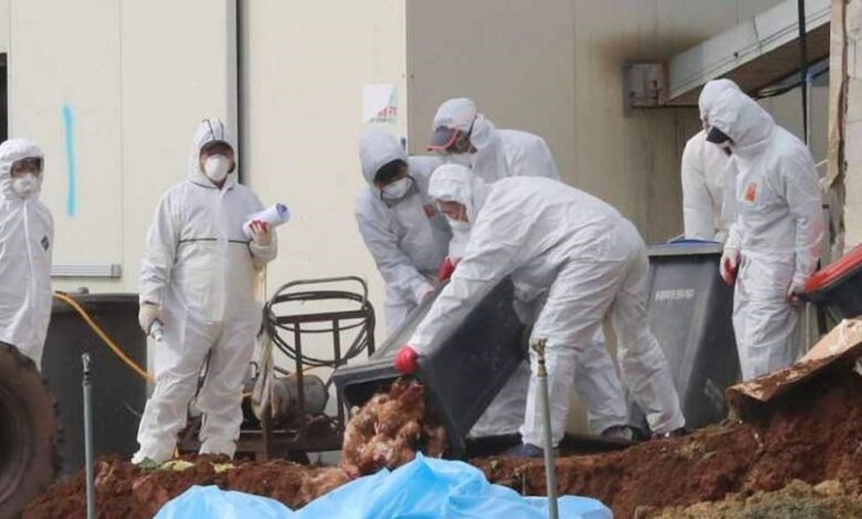 Bird Flu 1