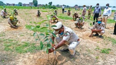 Trre Plantation
