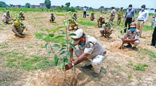Trre Plantation