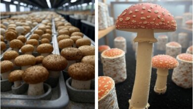 Mashroom cultivation