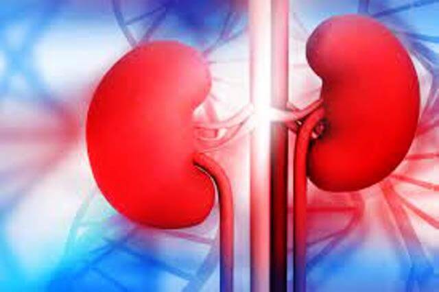 kidney