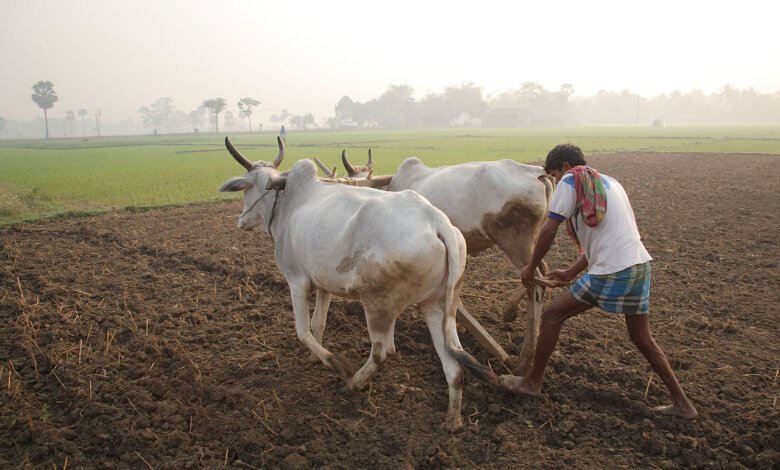 Indian Farmer
