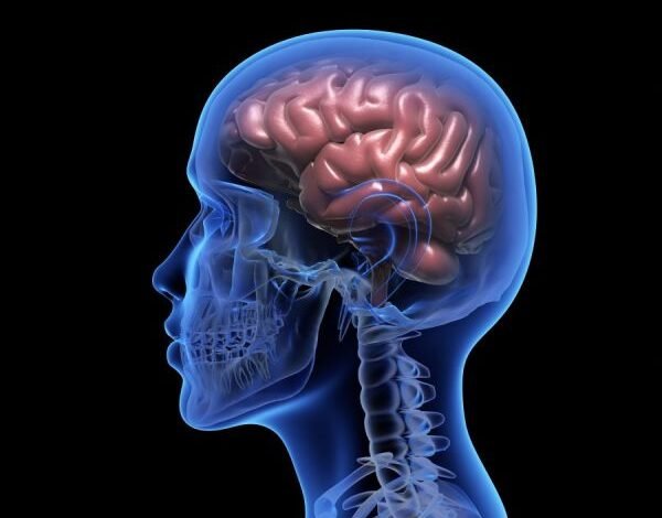 human brain