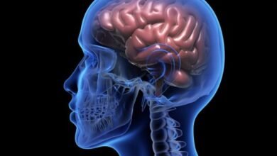 human brain e1756144677587