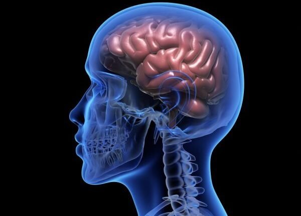 human brain e1756144677587