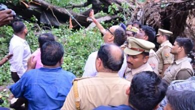 लखनऊ के कैसरबाग में 150 साल पुराना पेड़ गिरा, एक मौत, कई घायल